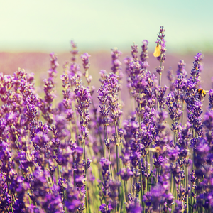 Lavendelöl Natural Essential Oil, Aroma-Kosmetik